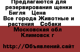 Предлагаются для резервирования щенки Бигля › Цена ­ 40 000 - Все города Животные и растения » Собаки   . Московская обл.,Климовск г.